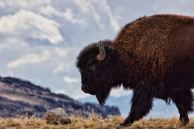 Close-up of animal against sky