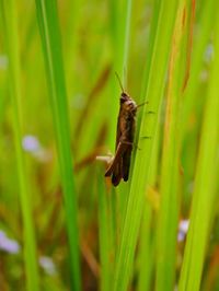 Close-up of insect on grass