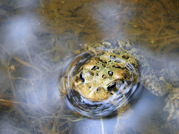 High angle view of water in glass container on table