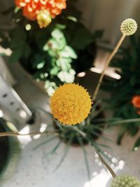 Close-up of yellow flowering plant