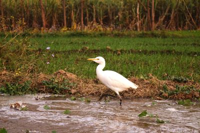 White bird perching on a grass