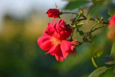 Close-up of red rose plant