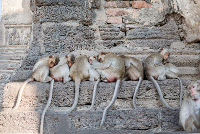 Monkeys in zoo