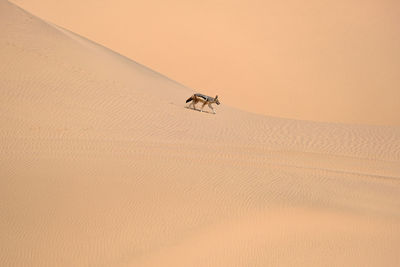 The jackal in the desert, namibia