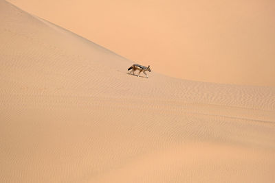 Scenic view of desert against sky