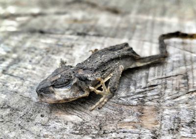 Close-up of lizard on wood