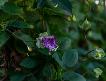 Close-up of purple flowering plant