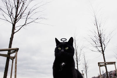 Black cat looking away against sky