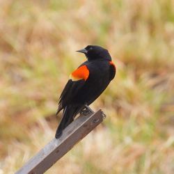 Close-up of bird perching on wood