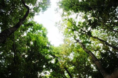 Low angle view of trees