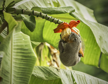 Close-up of bird on leaves