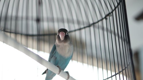 Low angle view of bird perching in cage