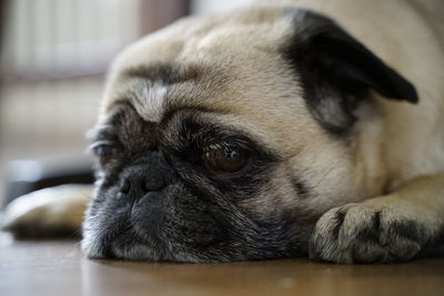Close-up portrait of a dog