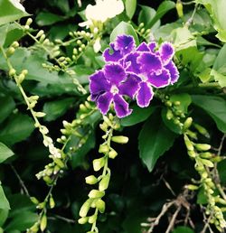 Close-up of purple flowers