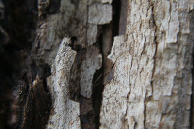 Close-up of stone wall