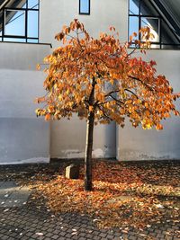 Autumn tree on footpath against house