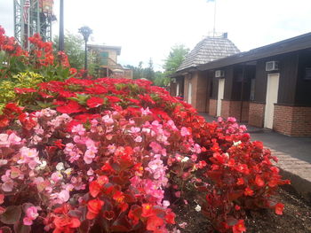 Pink flowers blooming in garden