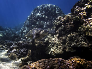 View of coral in sea