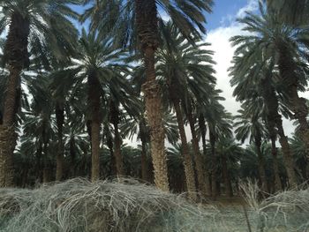 Close-up of palm trees on field against sky