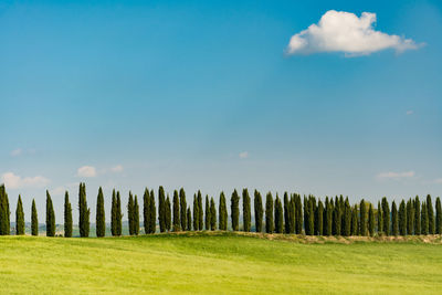 Trees on landscape against sky