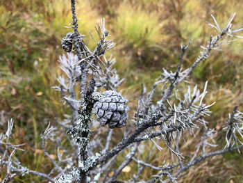 Close-up of pine cone on tree during winter