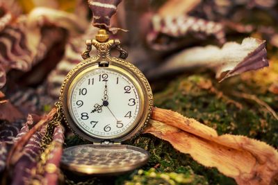 Close-up of clock on plant