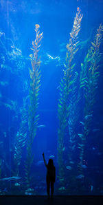 Rear view of silhouette woman looking at fish swimming in aquarium