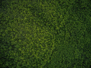 Aerial view of trees
