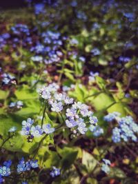 Close-up of purple flowers