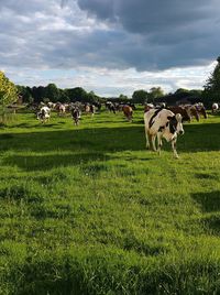 Cows grazing on field against sky