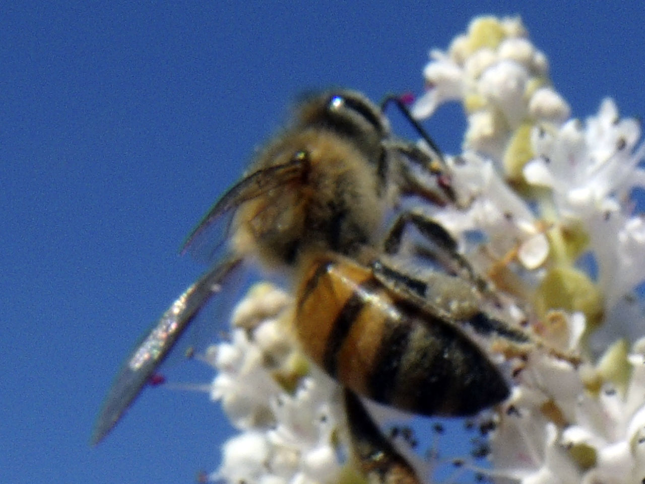 CLOSE-UP OF HONEY BEE ON FLOWER