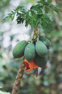 Close-up of papaya growing on tree