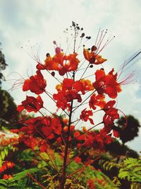 Low angle view of flowers blooming against sky