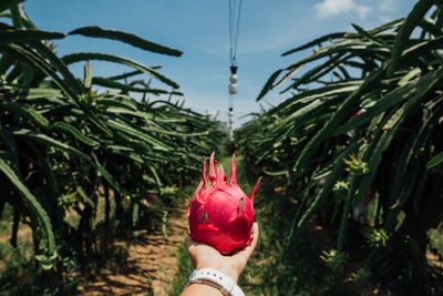 Cropped hand of woman holding pitaya at farm against sky during sunny day