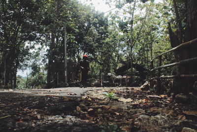 Trees in forest