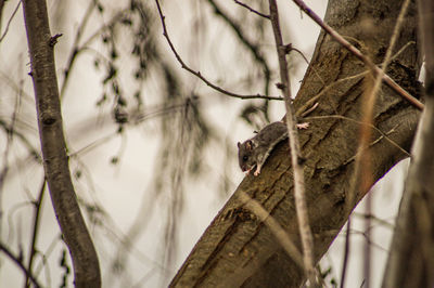 Close-up of a field mouse in a tree