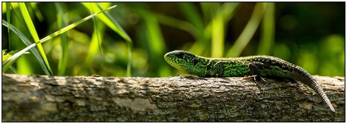Lizard on rock