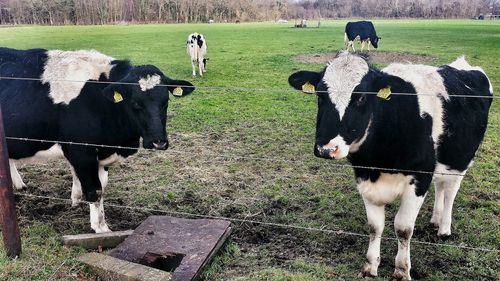 Horse grazing on grassy field