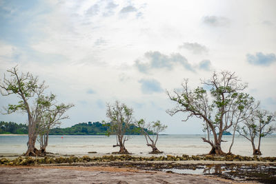 Trees on beach against sky