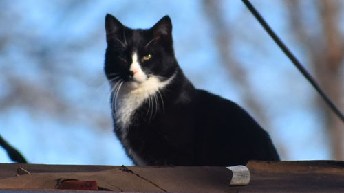 Low angle view of cat on retaining wall