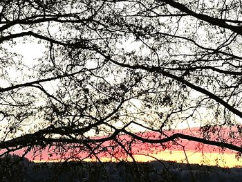 Low angle view of tree against sky