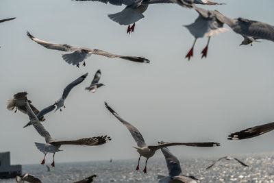 Seagulls flying in the sky