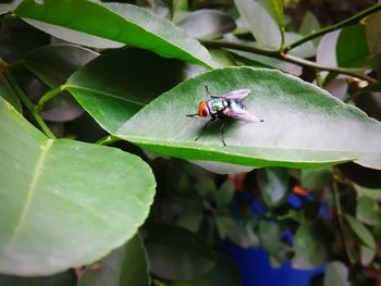 Close-up of insect on leaf