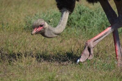 Bird on grassy field