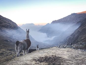 Horses standing in mountains against sky