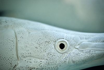 Close-up of platinum alligator gar undersea