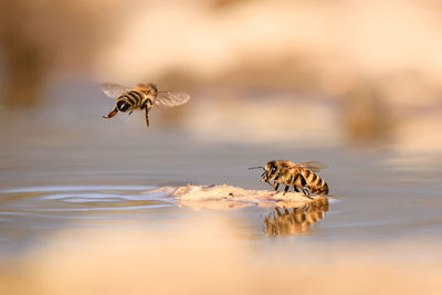 Bee on water