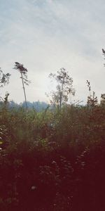 Low angle view of trees on field against sky