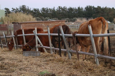 Horses on field