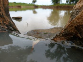 Reflection of trees in water